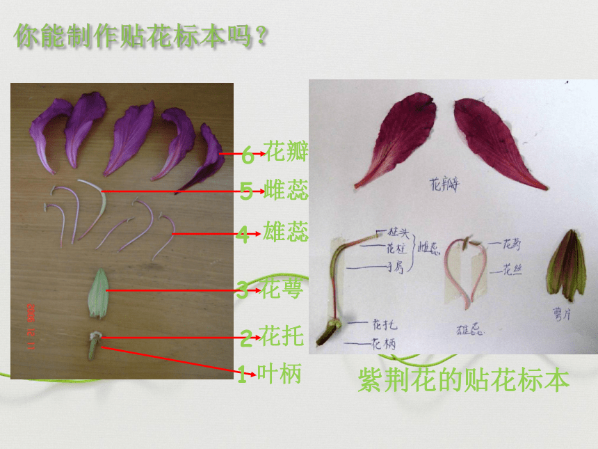 2022--2023学年北师大版生物七年级上册3.6.3生殖器官的生长课件(共26张PPT)