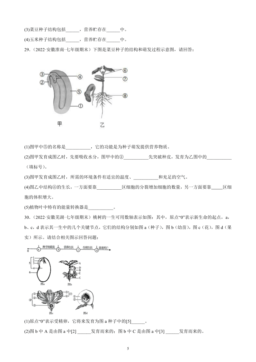 2021-2022学年安徽省各地人教版生物七年级上册 3.2 被子植物的一生 期末试题选编 （含答案）