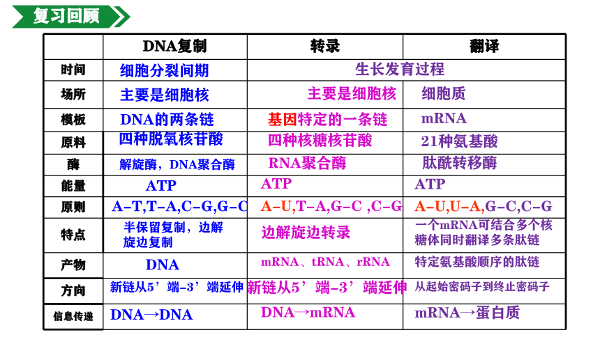 4.1.3基因指导蛋白质的合成课件(共24张PPT)-人教版（2019）必修2