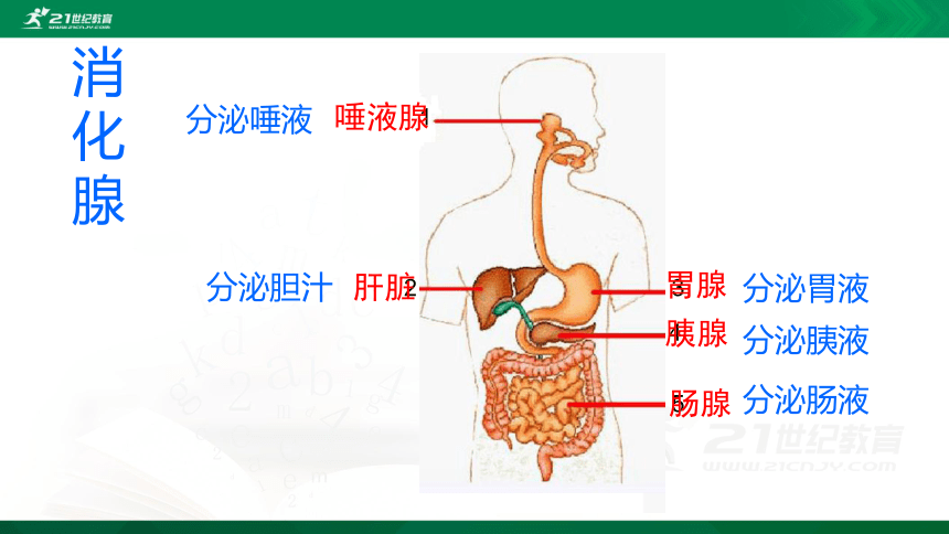 4.2.2 消化和吸收课件（共21张PPT）