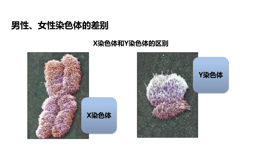 第4单元第4章第3节《人类染色体与性别决定》课件(共15张PPT)