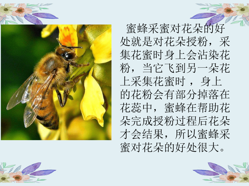 冀人版（2017秋）三年级下册科学10蜜蜂传粉（课件14张ppt）