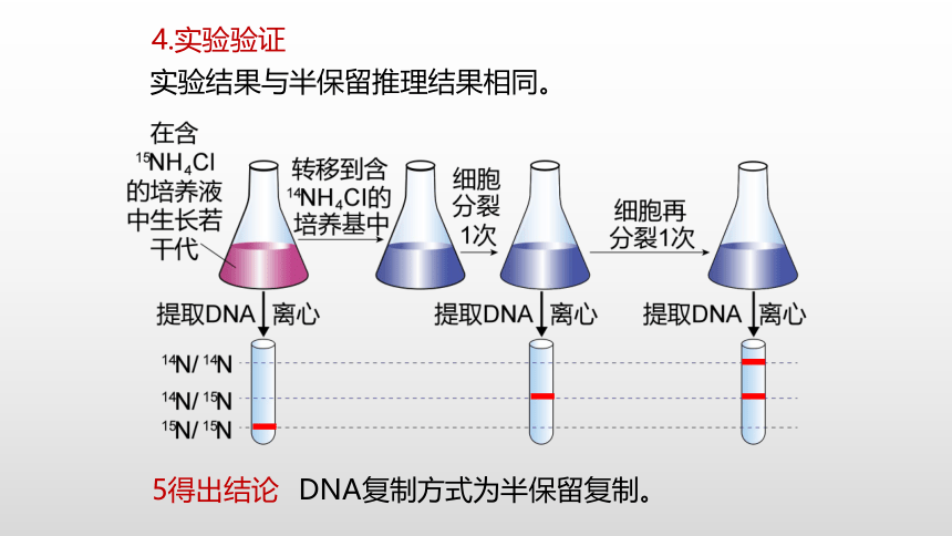 生物人教版（2019）必修2 3.3DNA的复制课件（共36张PPT）