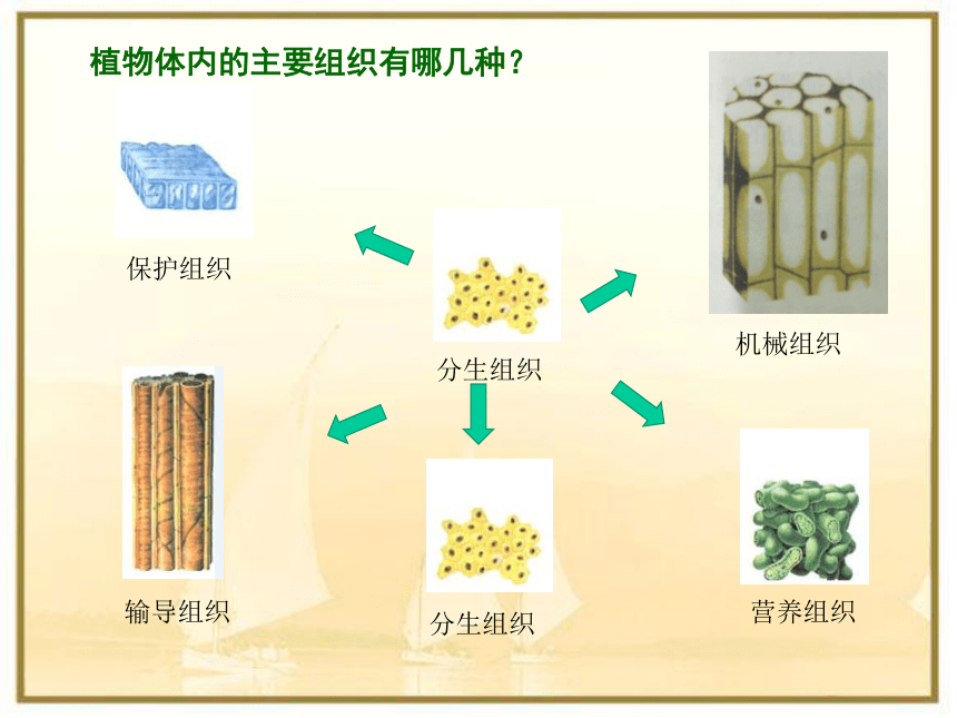 人教版七年级上册生物 2.2.3 植物体的结构层次 课件(共21张PPT)