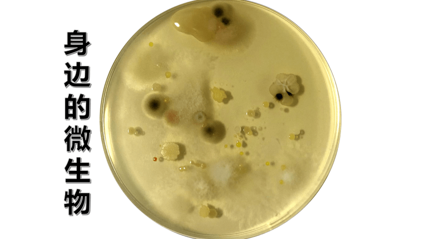 4.3 微生物 课件（21张）沪教版 第二册