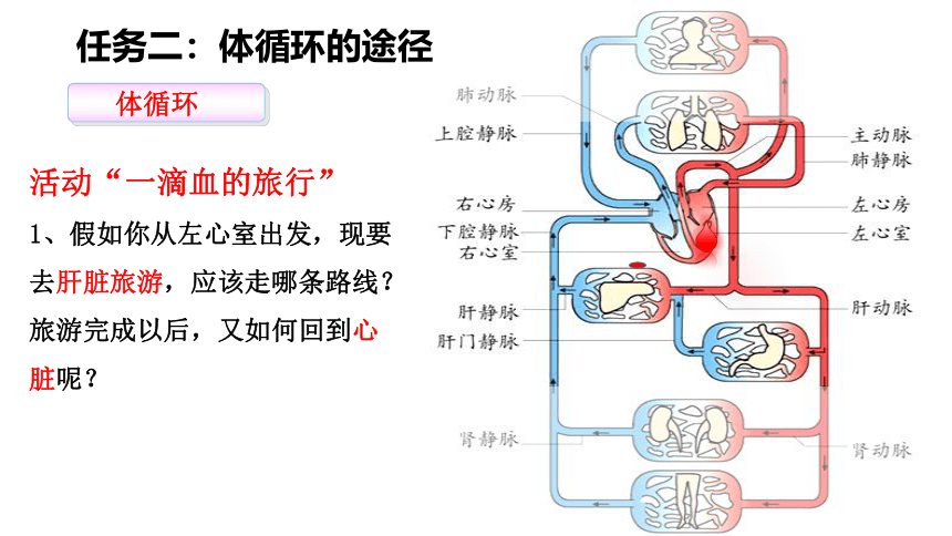 3.3.3  物质运输的途径  课件-济南版生物七年级下册(共22张PPT)