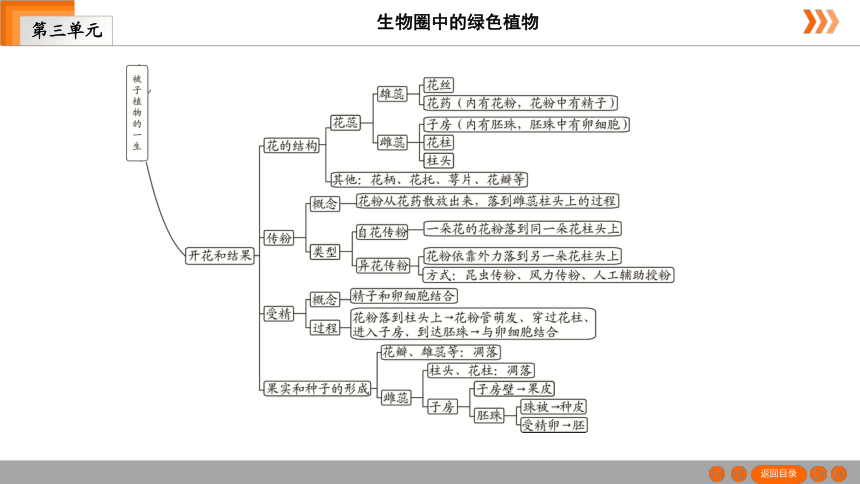 人教版生物七年级上册 第3单元　第2章被子植物的一生本章知识网络 课件（共26张PPT）