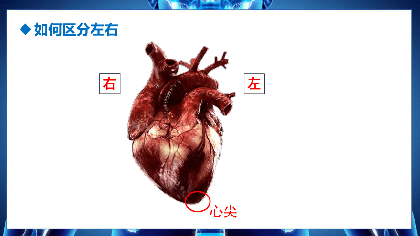 4.4.3 输送血液的泵-心脏课件 (共2课时 共53张PPT＋内嵌视频1个)人教版生物七年级下册