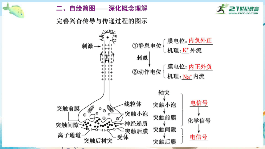 高三生物三轮复习专项突破9  神经调节和体液调节（共29张PPT）