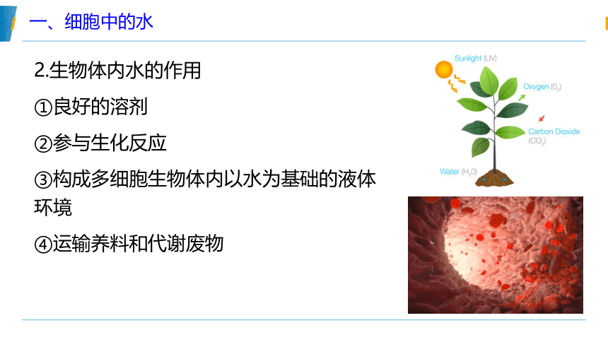 2022-2023学年高一生物人教版2019必修1同步备课课件 2-2 细胞中的无机物（25张ppt）