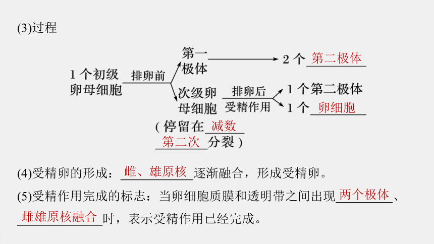 高中生物苏教版（2019）选择性必修3 生物技术与工程 第二章 第四节　第1课时　哺乳动物胚胎发育的基本过程（68张PPT）