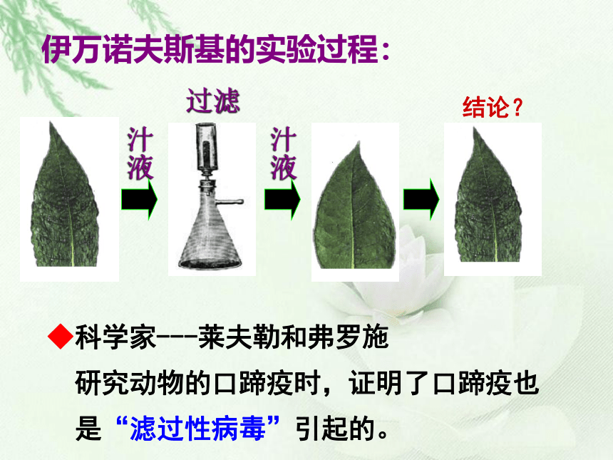 鲁科版（五四学制）七年级生物下册 6.2  病毒  课件 （共39张PPT）