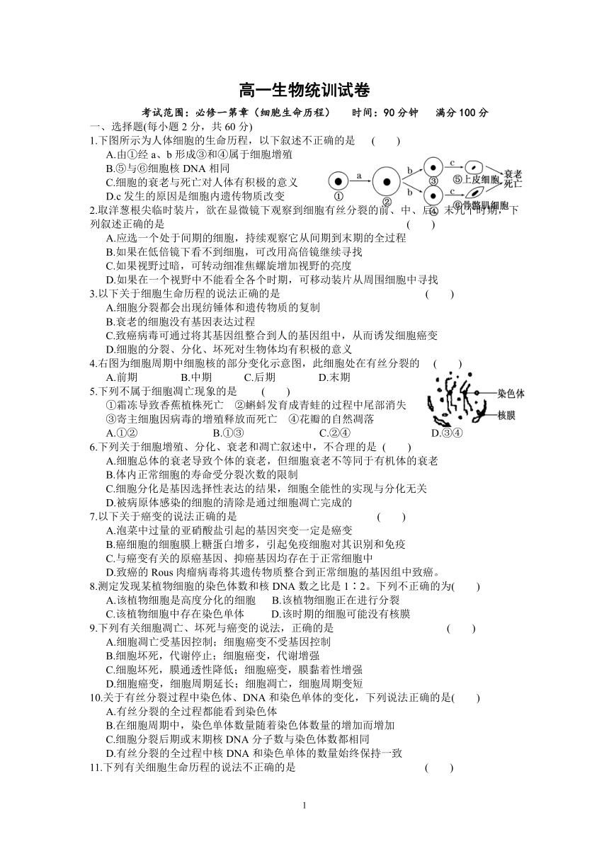 1.6.4细胞的生命历程单元测试卷（含答案）