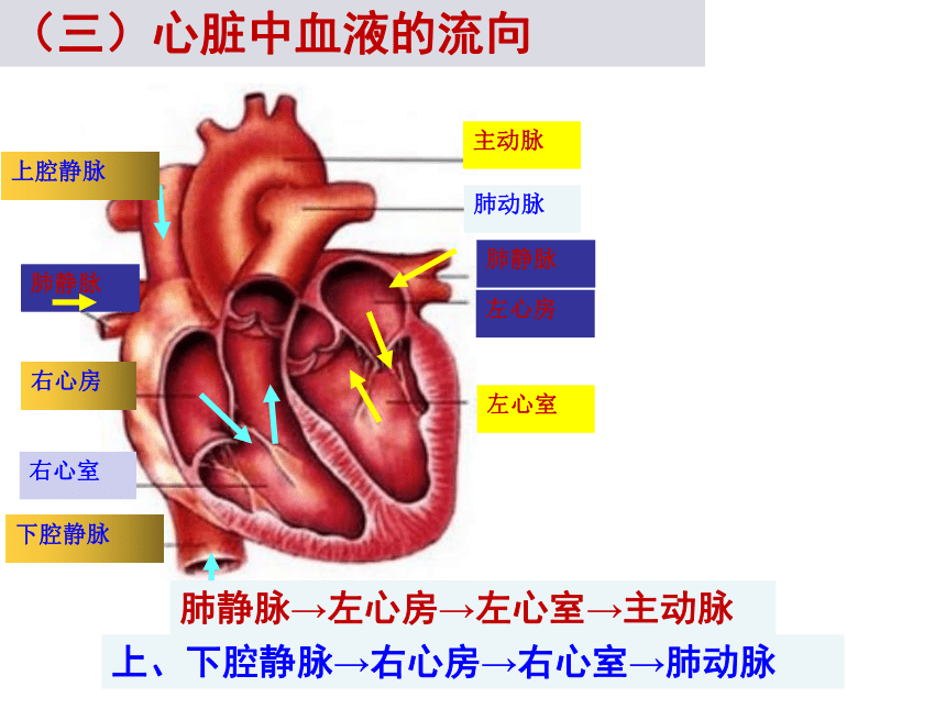 2020-2021学年人教版七年级生物下册4.4.3 输送血液的泵—心脏  课件（39张PPT）