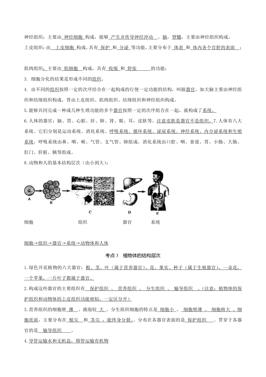 专题03 生物体的结构层次（知识）-备战中考生物一轮复习考点（全国通用）