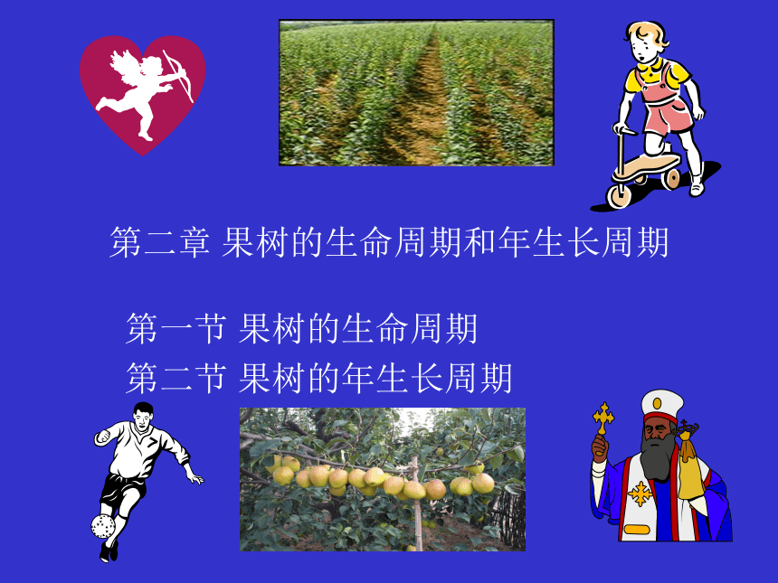 1.2 果树的生命周期和年生长周期   课件(共17张PPT) - 《果树栽培学（第4版）》同步教学（中国农业出版社）