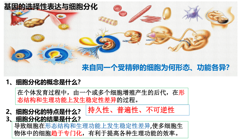 2021-2022学年高一下学期生物人教版必修2 4.2基因表达与性状的关系课件(共31张PPT)