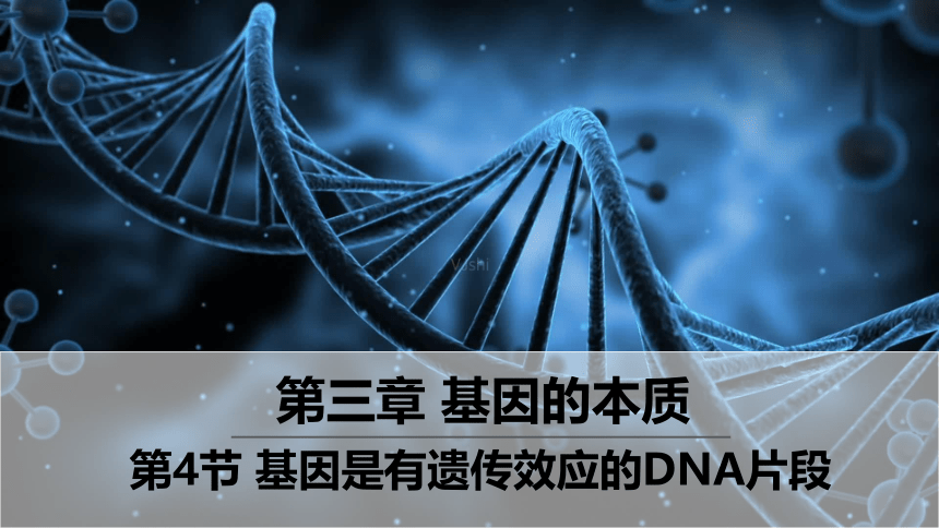 2020——2021学年高一下学期生物人教版必修2  3.4基因是有遗传效应的DNA片段  课件(共29张PPT)