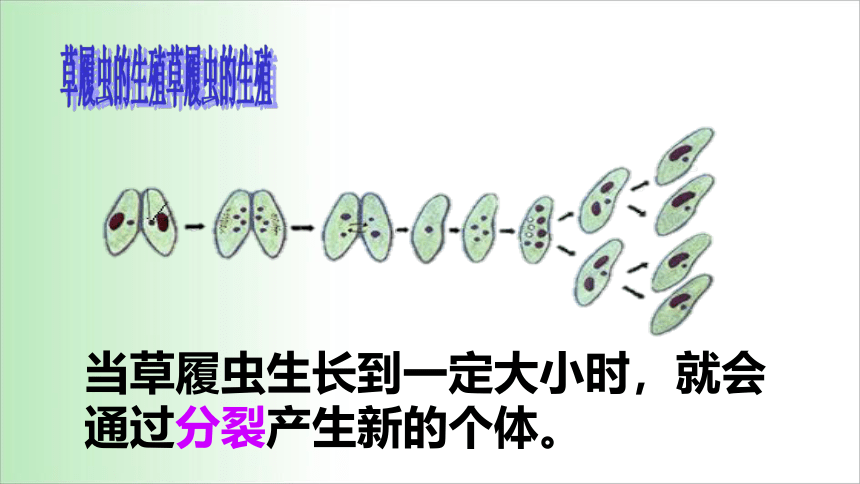 2021——2022学年人教版七年级生物上册2.2.4 单细胞生物 课件（17张PPT）