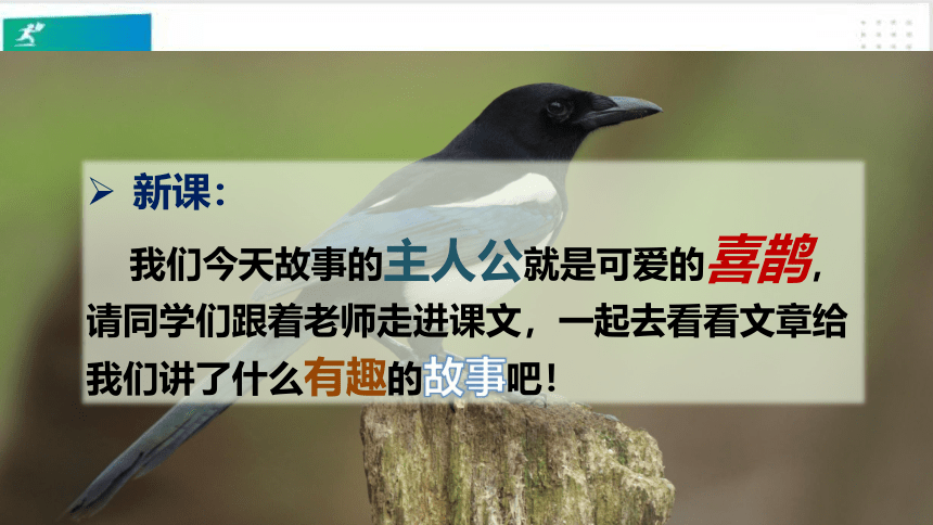 部编版语文一年级下册：课文6树和喜鹊    课件（共44张PPT）