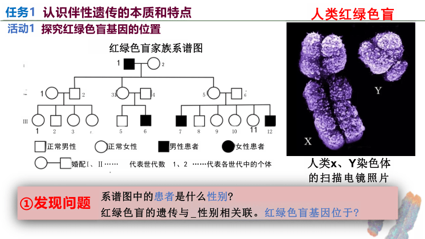 2.3 伴性遗传(2课时）(课件共30张PPT)