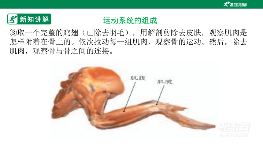 人教版5.2.1 动物的运动-2022-2023学年八年级生物上册 同步课件(共35张PPT)