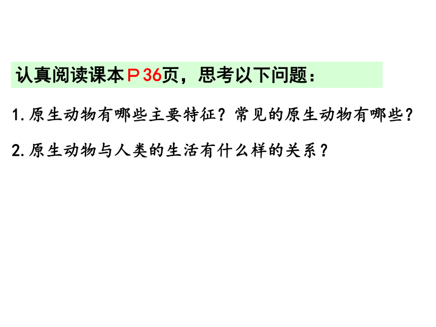 北师大版八年级下册22.2原生生物的主要类型课件(共16张PPT)