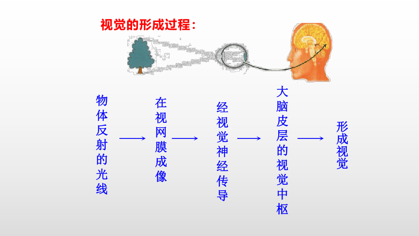 2021-2022学年人教版生物七年级下册4.6.1人体对外界环境的感知课件(共24张PPT)