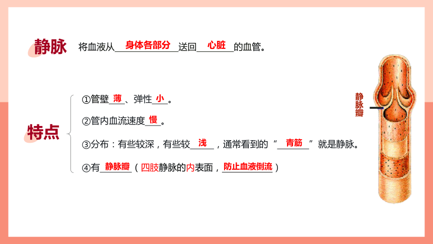 第二节 血流的管道──血管 课件（21张PPT）