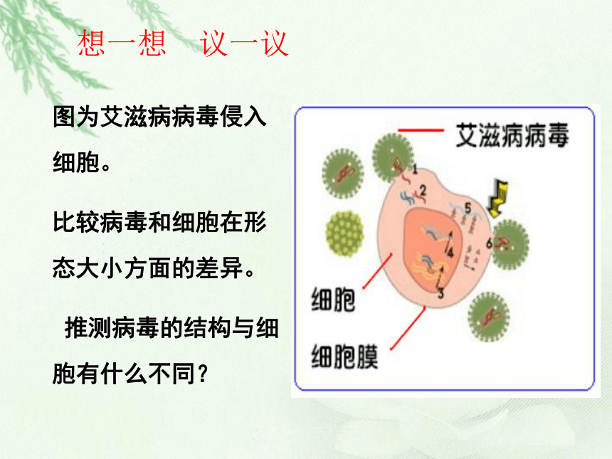 鲁科版（五四学制）七年级生物下册 6.2  病毒  课件 （共39张PPT）