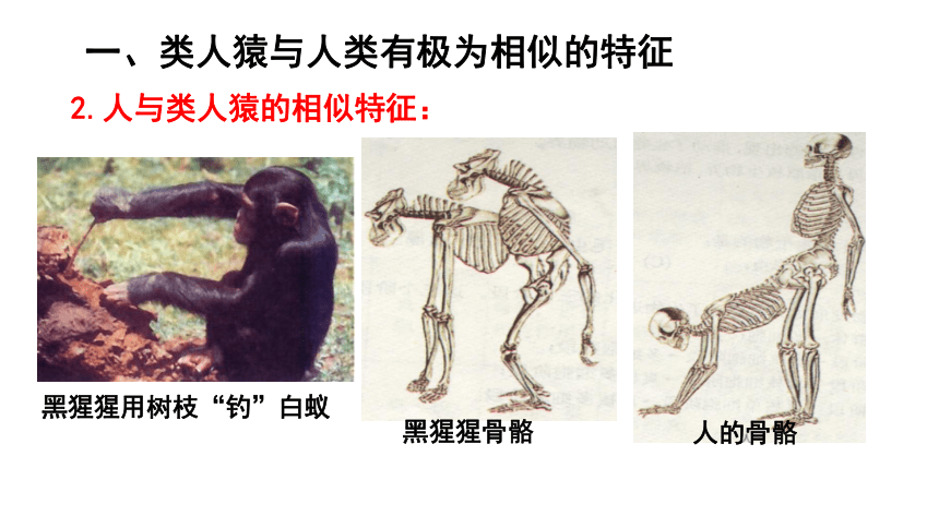 7.21.3 人类的起源与进化（课件）-2022-2023学年八年级生物下册同步精品课堂（北师大版）课件(共21张PPT)