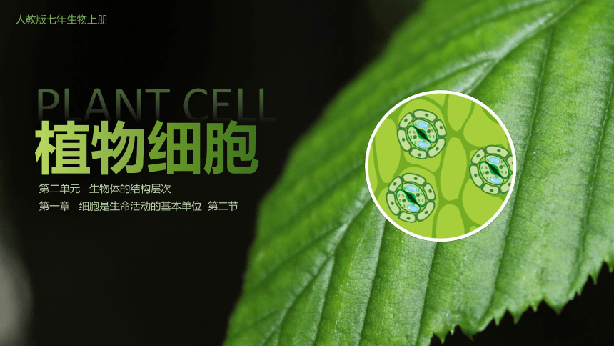 人教版生物七年级上册  2.1.2 植物细胞 2022--2023学年课件 (共32张PPT)