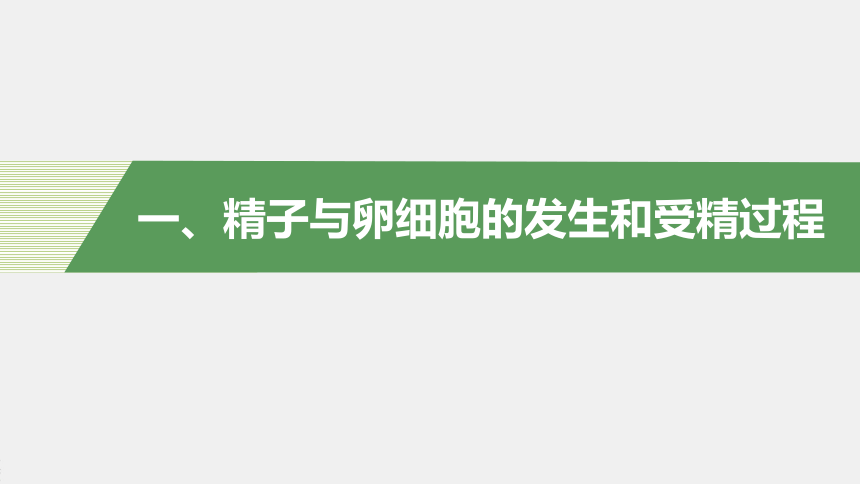 高中生物苏教版（2019）选择性必修3 生物技术与工程 第二章 第四节　第1课时　哺乳动物胚胎发育的基本过程（68张PPT）