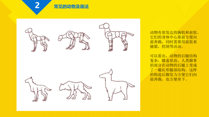 小学中高年级课后服务 少年学漫画--基础课程 33  如何画好动漫中动物（动物形象篇）(共24张PPT)