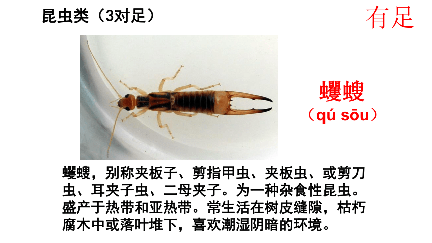 13.1 土壤里的小动物-2022-2023学年七年级生物下册同步精品课堂（苏科版）课件(共34张PPT)