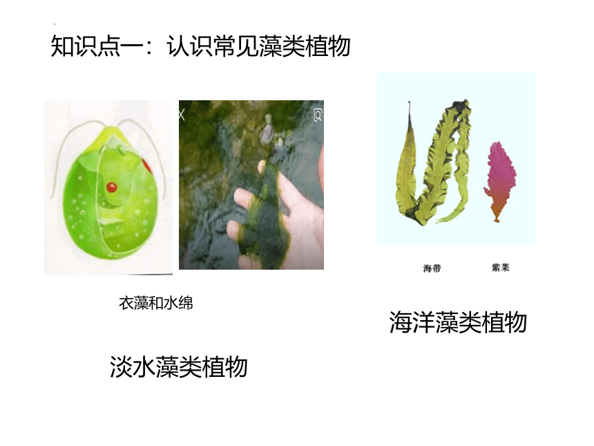 3.1.1 藻类植物  课件(共24张PPT) 六年级生物下册 鲁科版