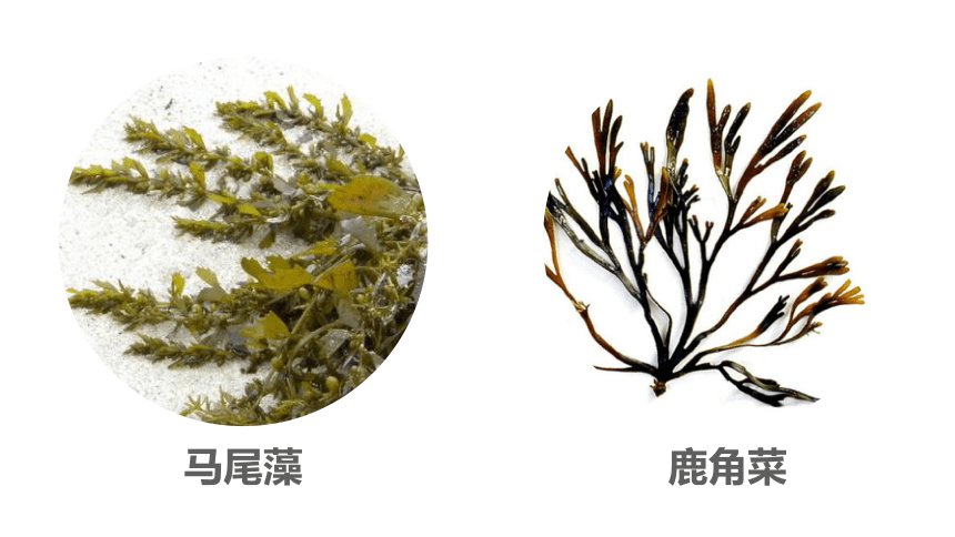 第一节 藻类、苔藓和蕨类植物(共48张PPT)