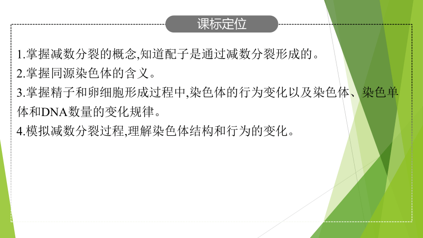 ３．２减数分裂与配子形成课件(共64张PPT)