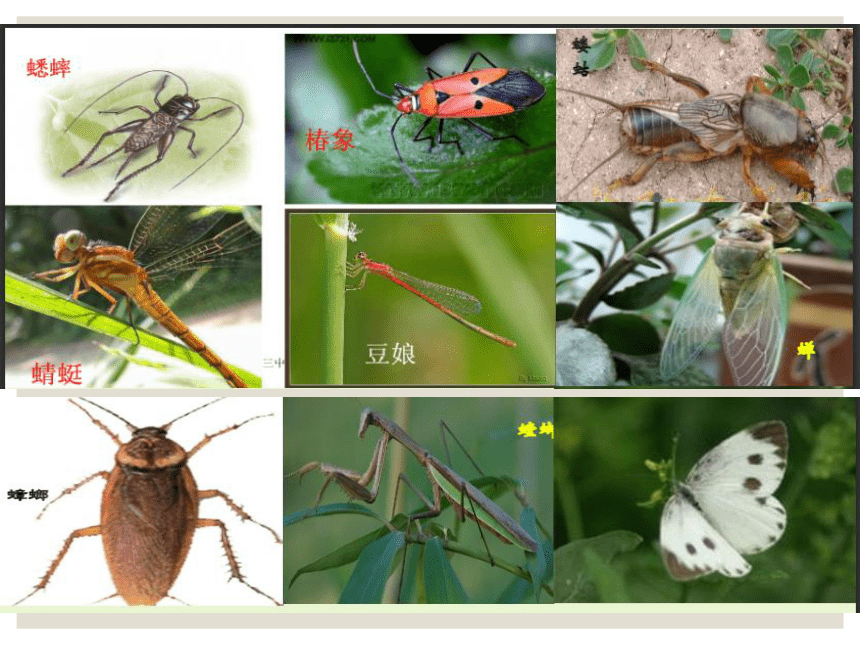 2.2.1昆虫的生殖和发育第一课时课件(共18张PPT)2022--2023学年济南版生物七年级上册
