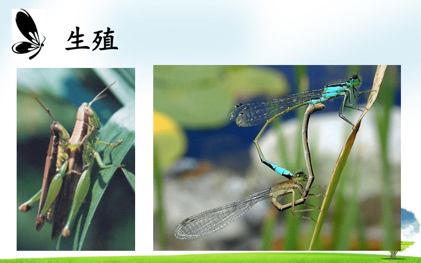 第一节 昆虫的生殖和发育 课件（31张PPT）