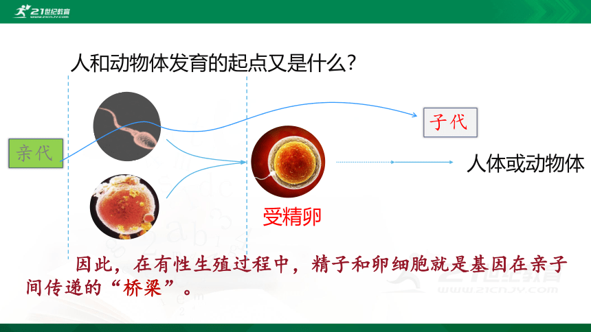 7.2.2 基因在亲子代间的传递课件（共27张PPT）