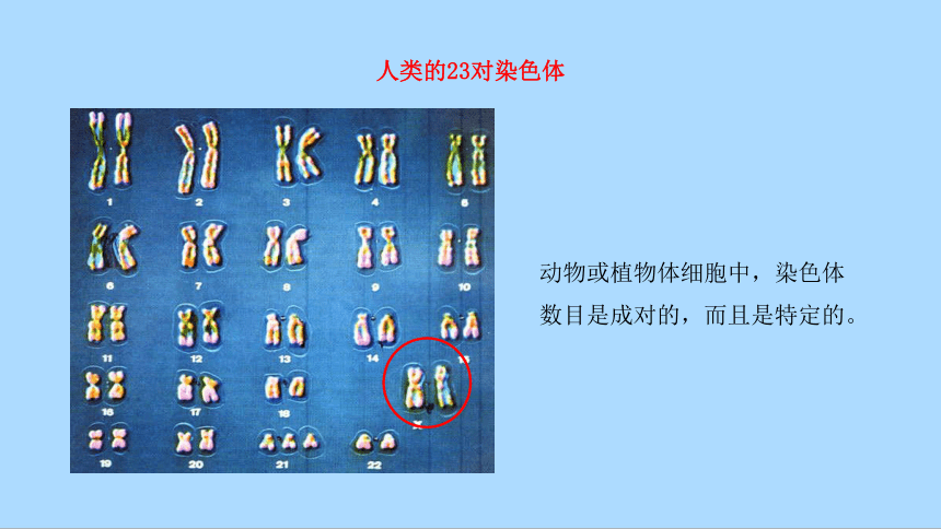 北师大版生物八年级上册6.20.2性状遗传的物质基础课件(共26张PPT)