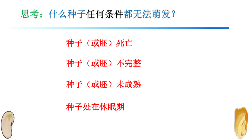 3.2.1种子的萌发课件(共19张PPT)2022-2023学年七年级人教版生物上册