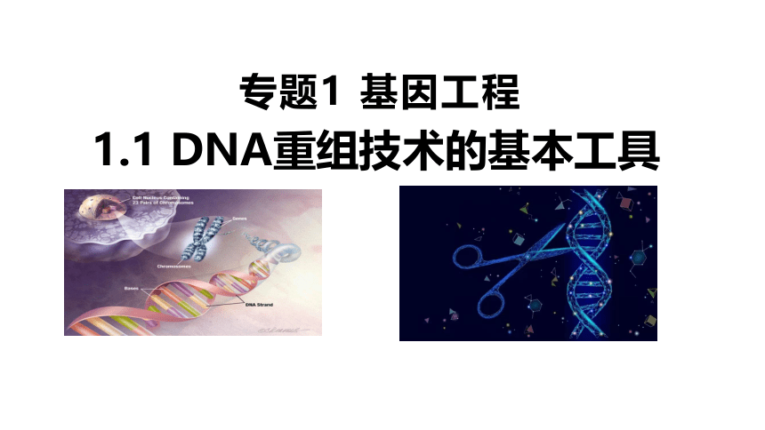 3.1重组DNA技术的基本工具课件（共31张ppt）-生物人教版（2019）选择性必修3