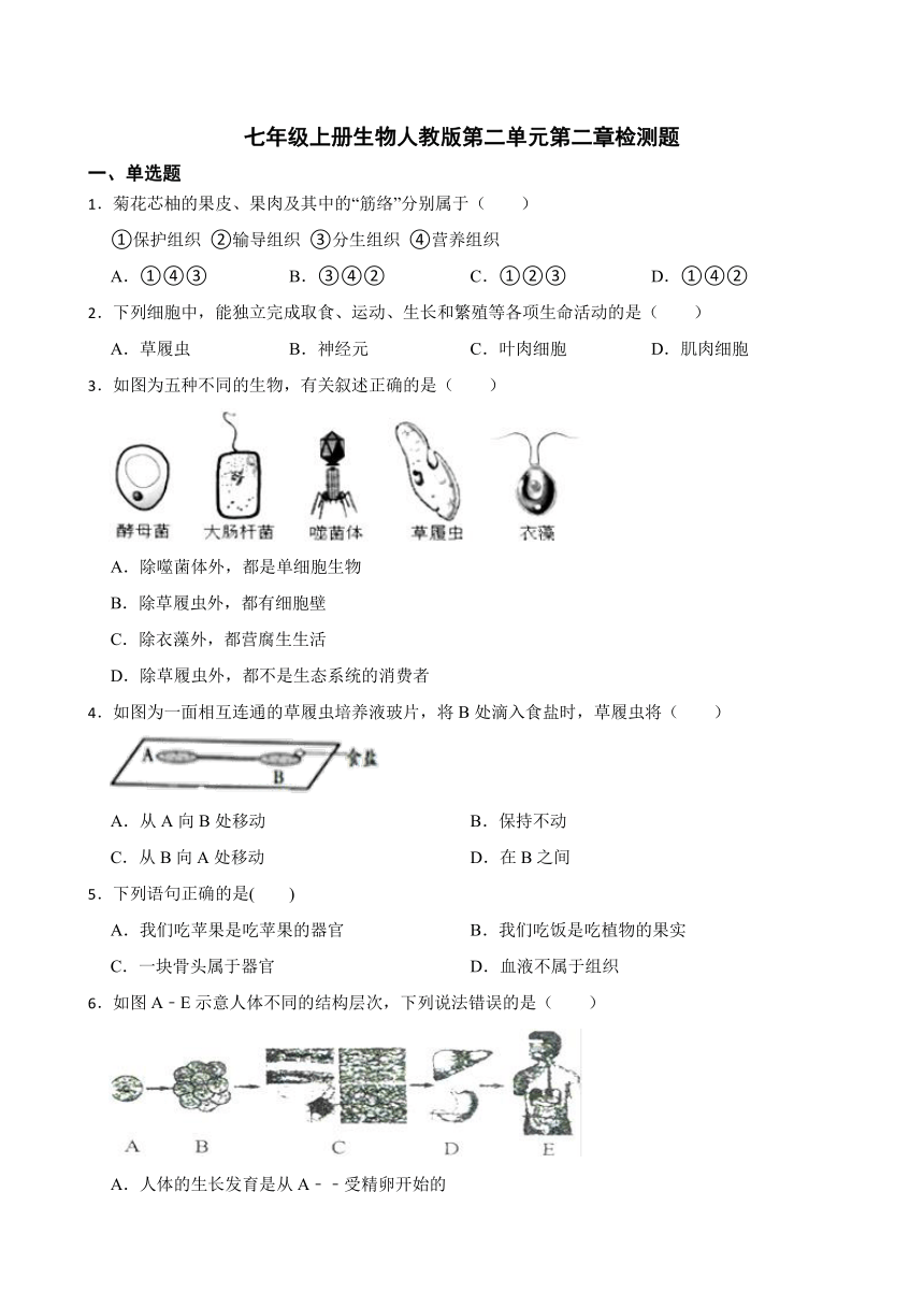 七年级上册生物人教版第二单元第二章检测题 (word版  含答案）