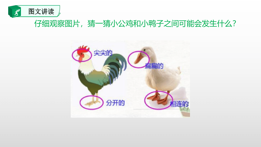 5.小公鸡和小鸭子 课件(共50张PPT)