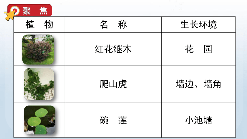 1.6 校园里的植物 课件（24张PPT）