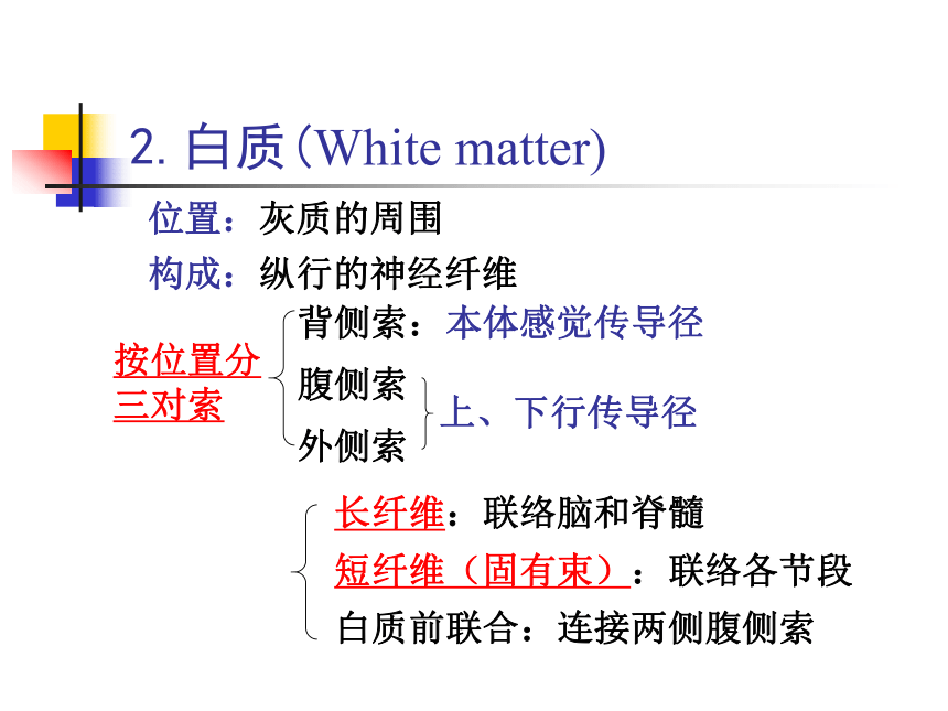 11.神经系统-2   课件(共30张PPT) - 《畜禽解剖生理学》同步教学（高教版）