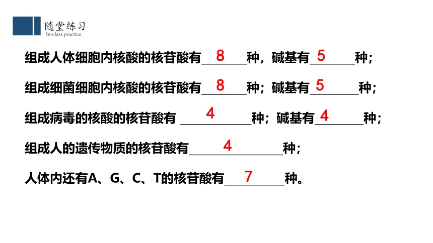 2.5核酸是遗传信息的携带者课件-(共30张PPT)人教版（2019）必修1