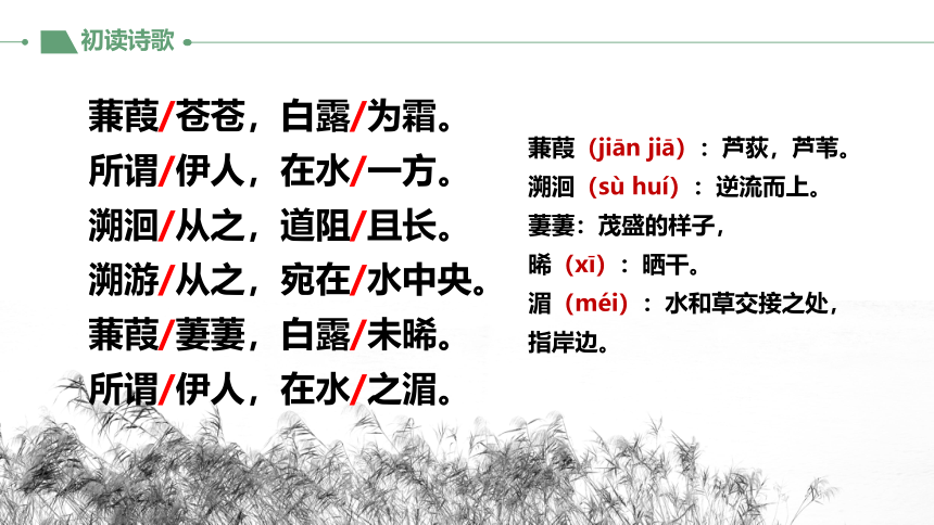 初中语文人教部编版八年级下册12 诗经二首《蒹葭》 课件(共25张PPT)